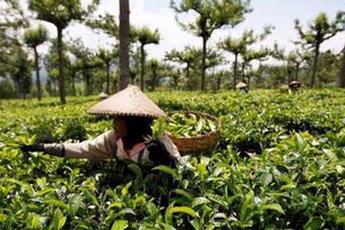 Para pekerja pemetik teh di perkebunan teh di Pusat Penelitian Teh dan Kina Gambung, Pasirjambu, Kabupaten Bandung, Jawa Barat, menyelesaikan pemetikan teh, Selasa (7/5/2013). Indonesia masih rendah dalam pemanfaatan konsumsi teh, yaitu 250 gram per kapita per tahun, dibandingkan Inggris yang mencapai 7 kilogram per kapita per tahun. Padahal sekitar 2 juta orang dari jumlah keseluruhan penduduk di Indonesia bersumber penghidupan dari komoditas teh, mulai pemetik hingga penjual minuman.

