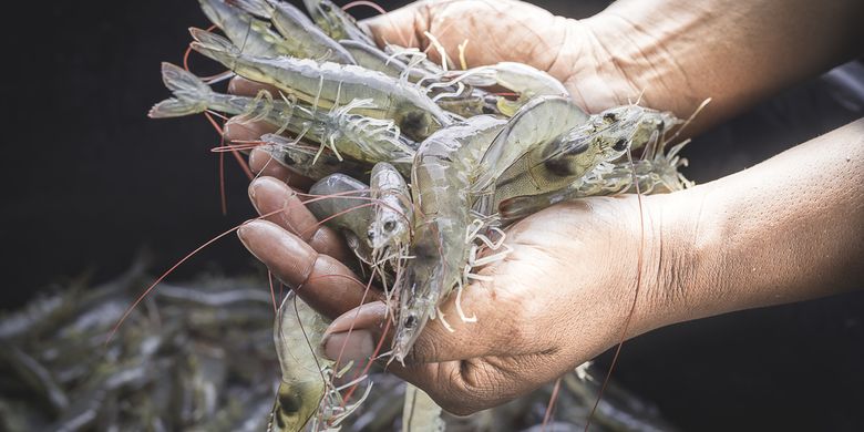 banyak udang banyak garam banyak orang banyak ragam