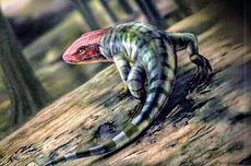 Jejak Reptil Tertua Ditemukan di Australia, Mengubah Arah Evolusi 