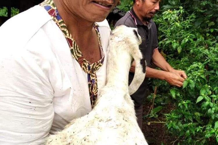 Kambing milik warga Desa Damarwulan, Kecamatan Keling, Kabupaten Jepara, Jawa Tengah, yang selamat dari terkaman macan tutul Jawa (Panthera pardus melas), Rabu (19/2/2020).