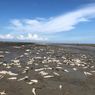 Viral Foto Ribuan Ikan Mati Membusuk di Kawasan Wisata Pantai di Batubara, DLH: Penyebab Masih Dicari