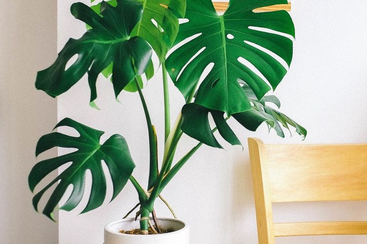 Ilustrasi tanaman Monstera di dalam ruangan. 