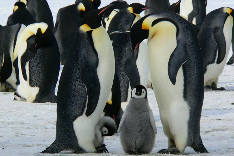 Penguin kaisar menjaga anaknya secara berkelompok agar tetap hangat