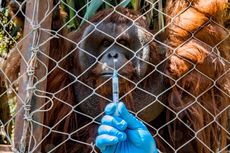 Kebun Binatang di Chile Beri Vaksin Covid-19 Dosis Kedua untuk Harimau dan Orang Utan