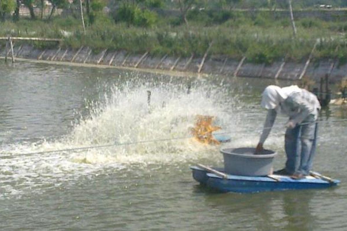 Pekerja menebar pakan di tambak udang vaname di Desa Dalegan, Kecamatan Panceng, Kabupaten Gresik, Jawa Timur.