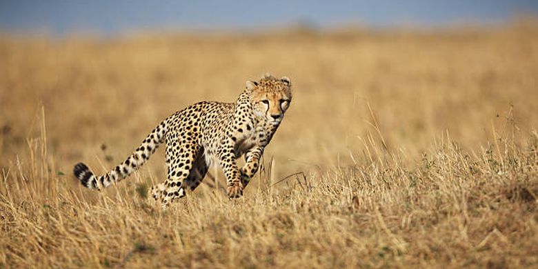 Ilustrasi cheetah, hewan tercepat di bumi.