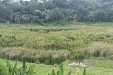 Jelajah Danau Rana Loba di Manggarai Timur, Bisa Lihat Burung Bangau