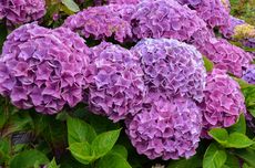 8 Tanaman Pendamping yang Dapat Membuat Bunga Hydrangea Tumbuh Subur