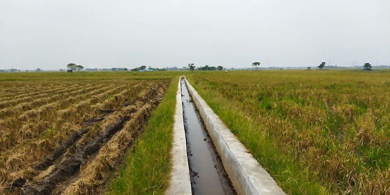 Kementerian Pertanian (Kementan) merealisasikan program Rehabilitasi Jaringan Irigasi Tersier (RJIT) di Kota Serang, Provinsi Banten, guna meningkatkan produksi padi dan meredam dampak El Nino.
 
