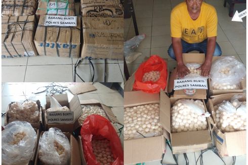 Polisi Tangkap Warga Kalbar yang Selundupkan Ribuan Butir Telur Penyu ke Malaysia