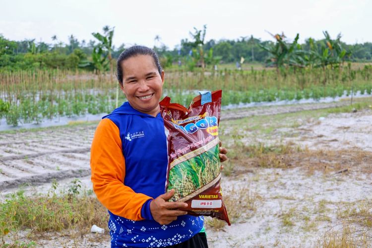 Padi Gogo, Solusi Strategis untuk Ketahanan Pangan IKN