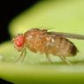Lalat Buah Produksi Zat Kimia agar Betina Tidak Kawin dengan Jantan Lain