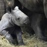 Hormati Perjuangan Rakyat Ukraina, Bayi Badak yang Terancam Punah Ini Dinamai Kyiv