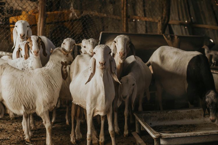 Musim Kemarau Tiba, Warga Gunungkidul Diminta Antisipasi Hewan Misterius Penyerang Kambing