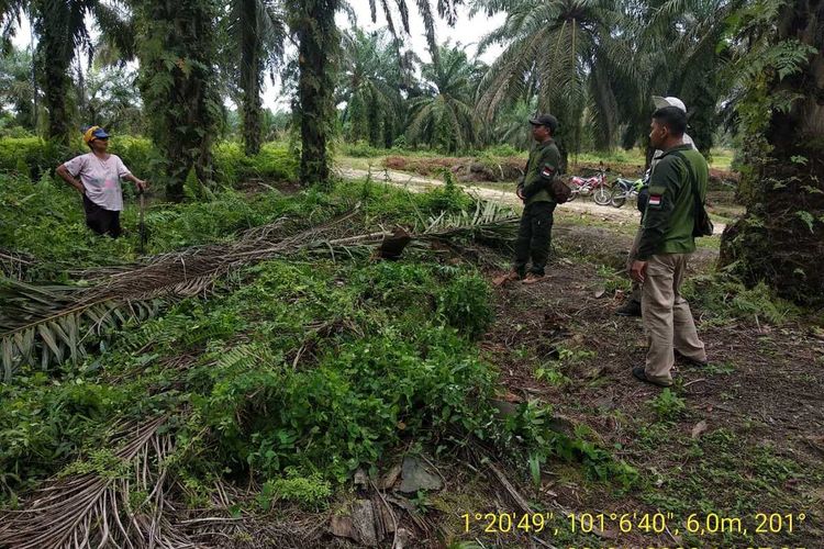 Tim BBKSDA Riau mengecek ke lokasi temuan jejak yang dikira jejak harimau sumatera di areal perusahaan sawit PT Darmali di Kelurahan Balai Makam, Kecamatan Batin Solapan, Kabupaten Bengkalis, Riau, Rabu (8/1/2020).