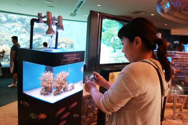 Wisatawan mengabadikan jenis-jenis karang yang ada di laut sekitar Okinawa, lewat aquascape yang ada di Akuarium Churami Okinawa, Okinawa, Jepang, Sabtu (30/6/2018). Aquarium ini merupakan yang terbesar di Jepang, berada di Kota Kunigami, Okinawa.