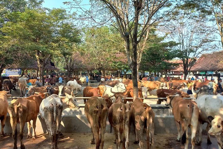 Pedagang menimbang berat badan sapi di Pasar Hewan Ambarketawang, Gamping, Sleman, Selasa (20/6/2023)