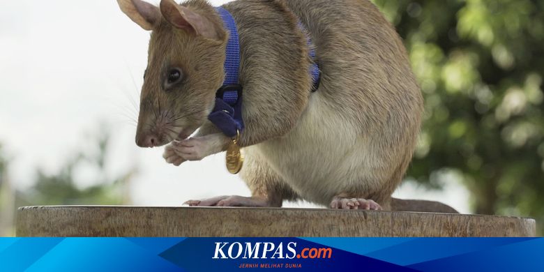 Berita Harian Tikus Raksasa Berkantung Terbaru Hari Ini - Kompas.com