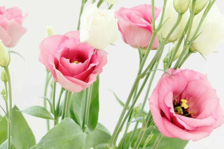 Ilustrasi bunga lisianthus yang mirip bunga mawar.