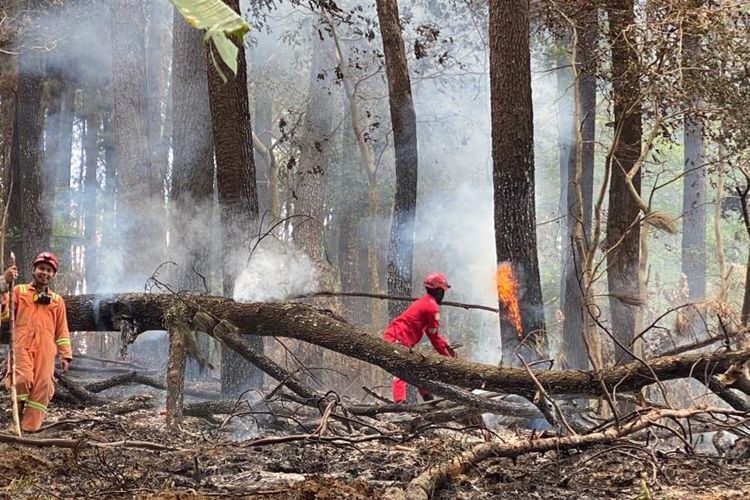 Pemadam Kebakaran Kabupaten Semarang kesulitan menuju lokasi kebakaran hutan pinus.