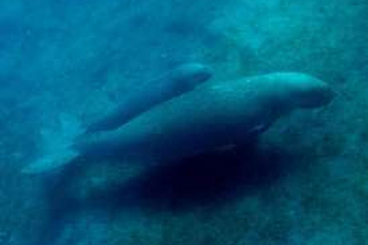 Induk dugong beserta anaknya di perairan Timor Leste. 