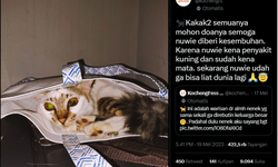 Apa Itu Penyakit Kuning pada Kucing? Ini Penjelasan Dokter