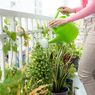 Ingin Merawat Tanaman di Balkon? Simak 7 Tips Ini Dulu