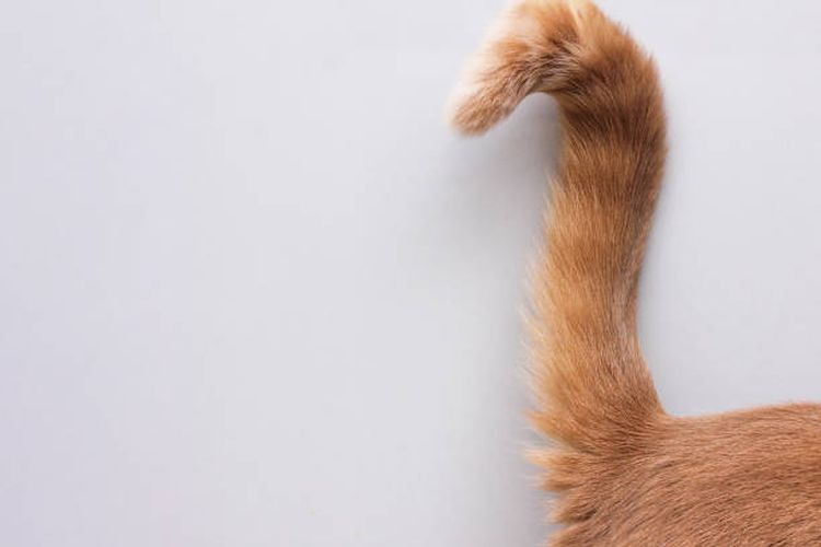 ilustrasi bagaimana cara kucing berkomunikasi dengan manuisa?