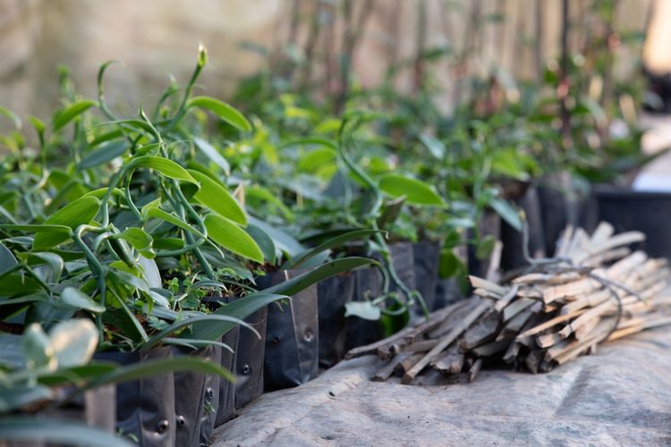 Ilustrasi menanam vanili di polybag.