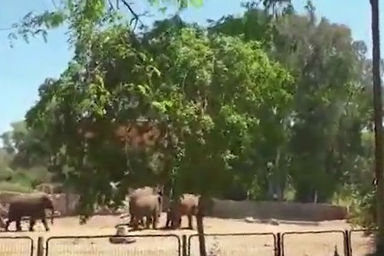 Potongan gambar di video yang diunggah Ramat Gan Safari di Tel Aviv, Israel, menunjukkan kawanan gajah membentuk perisai untuk melindungi bayi mereka ketika mendengar roket Hamas.