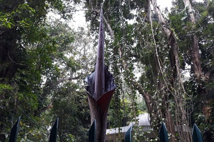 Salah satu koleksi langka bunga bangkai jenis Amorphopalus gigas tengah mekar sempurna di Kebun Raya Bogor, Senin (7/10/2019).