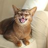 Apa Perbedaan Kucing Domestik dengan Kucing Liar?