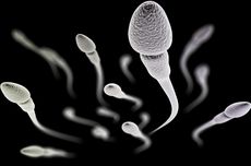 6 Kebiasaan untuk Menambah Jumlah Sperma, Termasuk Berhubungan Seks