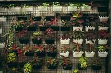 5 Tanaman Hias yang Cocok untuk Vertical Garden