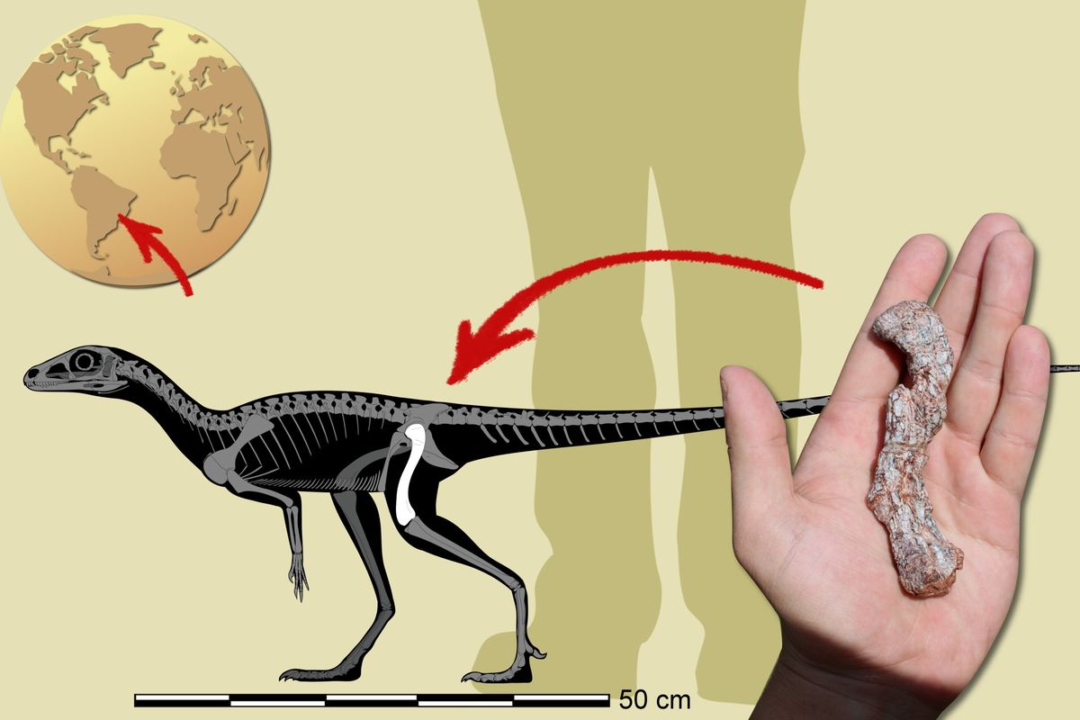 Spesimen fosil nenek moyang dinosaurus dari Amerika Selatan. Fosil prekursor dinosaurus tertua ini ditemukan di Brasil, mengungkapkan asal usul dinosaurus sejati.