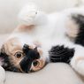 Memahami 5 Perilaku Kucing yang Mungkin Bikin Bingung