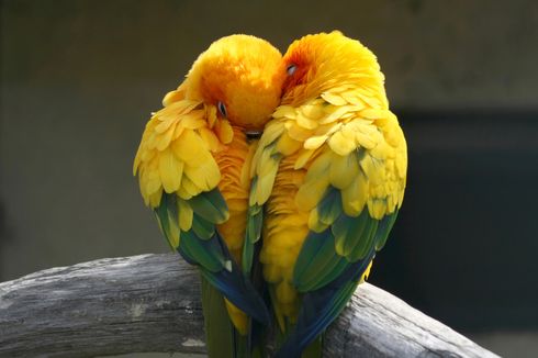 Mengenal 9 Spesies Burung Lovebird