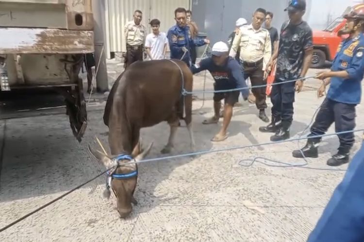 Tali Pengikat Putus, Sapi Kurban Lepas dan Lari Tak Terkendali di Tanah Tinggi Tangerang