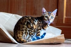 10 Fakta Kucing Bengal, Tak Cocok Dipelihara dengan Hewan Kecil