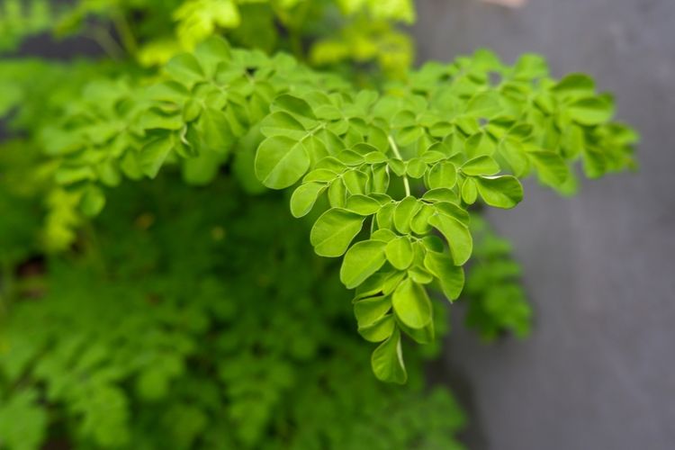 Ilustrasi tanaman kelor, pohon kelor, menanam kelor. 