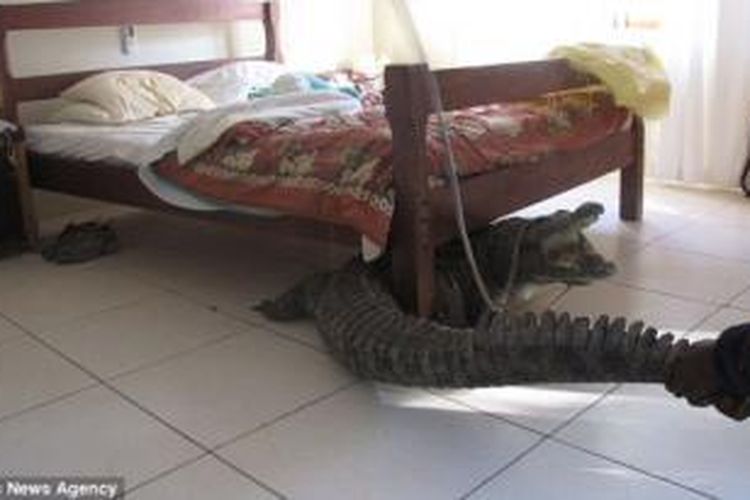 Seekor buaya sepanjang hampir tiga meter bersembunyi di bawah tempat tidur seorang pria di peternakan Humani, Zimbabwe.