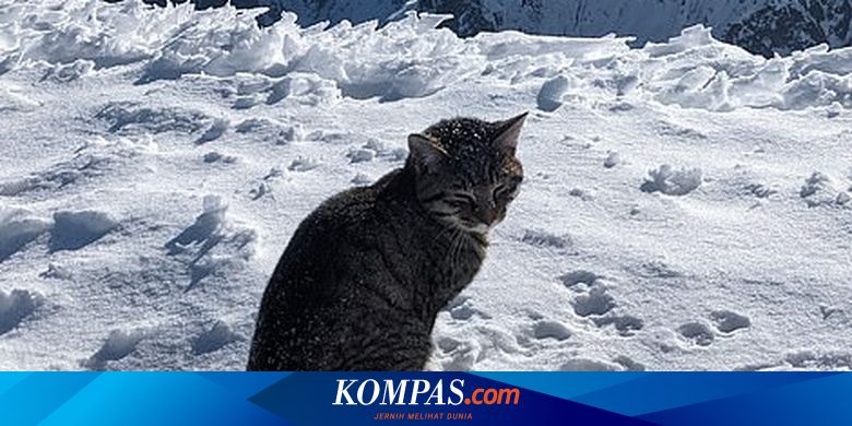 Tersesat, Kucing Ini Ikuti Pendaki hingga ke Puncak Gunung Setinggi 3.