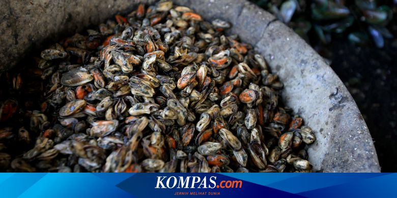 Kerang Hijau Dari Teluk Jakarta Dijual Hingga Ke Sukabumi