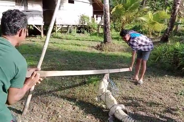 Warga desa Ronta, Kecamatan Bonegunu, Kabupaten Buton Utara, Sulawesi Tenggara, berhasil menangkap seekor buaya sepanjang tiga meter, Minggu (20/8/2023) malam.