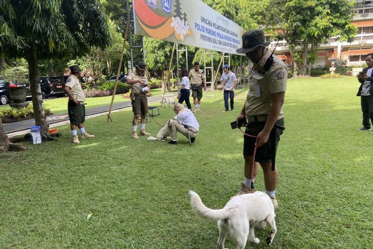 Unit Satpol PP Pariwisata bersama anjing sahabat wisatawan usai pelantikan di Denpasar, Rabu (7/2/2024). 