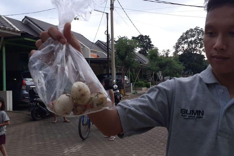 Penemuan 5 butir telur kobra yang belum menetas di Perumahan Spring Garden Residence, Pondok Melati, Kota Bekasi, Rabu (18/12/2019).