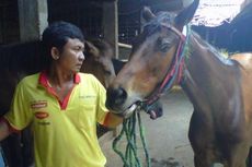 Kisah Aura, Solekha, Srikandi, dan Agustin, Kuda Penarik Kereta untuk Jokowi-JK