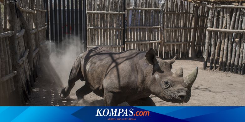 Peringati Hari Badak Sedunia Kenali 5 Fakta Satwa Terancam Punah Ini Halaman All Kompas Com