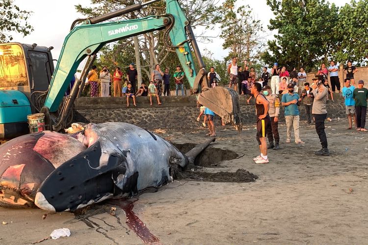 Bangkai Muncul Lagi hingga Keluarkan Bau Busuk, Paus Bungkuk di Jembrana Dikubur Ulang