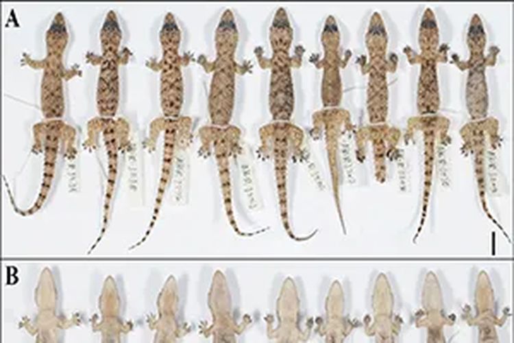 Para peneliti mengkonfirmasi penemuan spesies tokek baru, $Hemidactylus\ quartziticolus$, di perbukitan kuarsit India. Tokek kecil ini memiliki punggung bertekstur duri dan bercak gelap berbentuk huruf X.